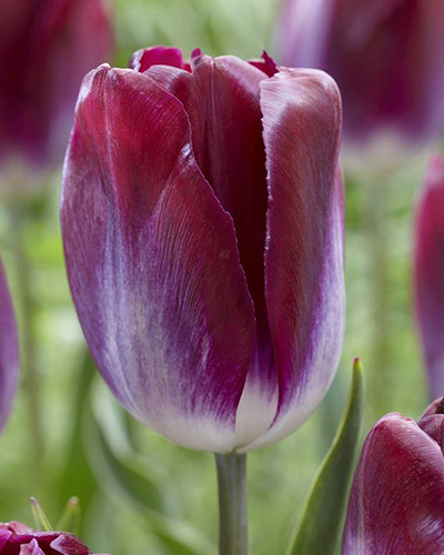 Tulip Kansas Proud