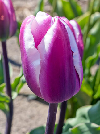 Tulip Librije