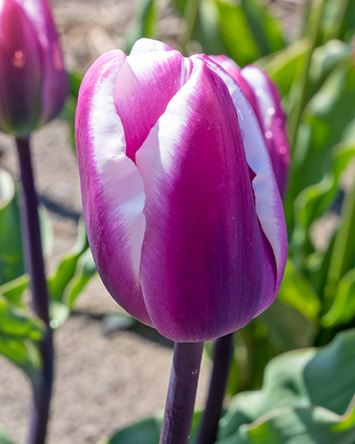 Tulip Librije
