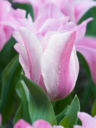 Tulip Miss Elegance tulipán, virághagyma