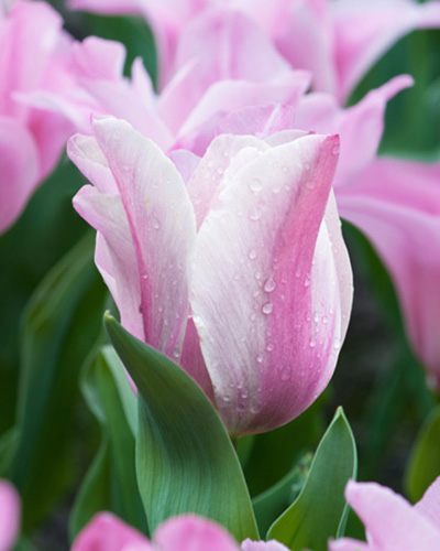 Tulip Miss Elegance tulipán, virághagyma