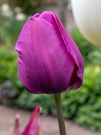 Tulip Negrita
