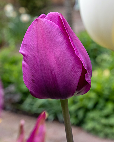 Tulip Negrita