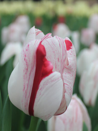 Tulip One Direction