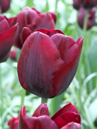 Tulip Ronaldo