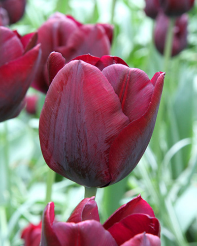 Tulip Ronaldo