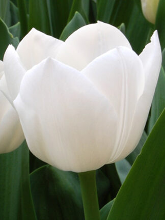 Tulip Royal Virgin