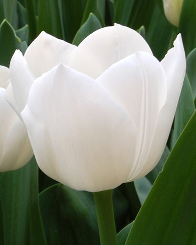 Tulip Royal Virgin