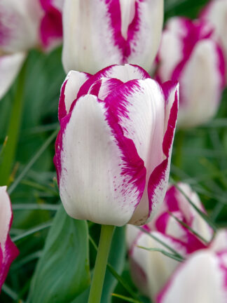 Tulip Shiun