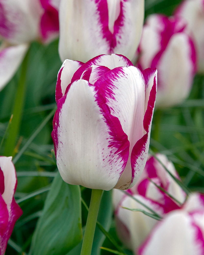Tulip Shiun