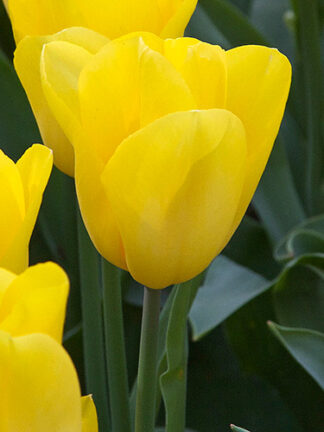 Tulip Strong Gold