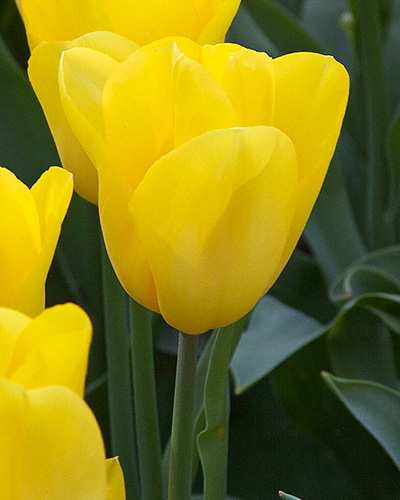 Tulip Strong Gold