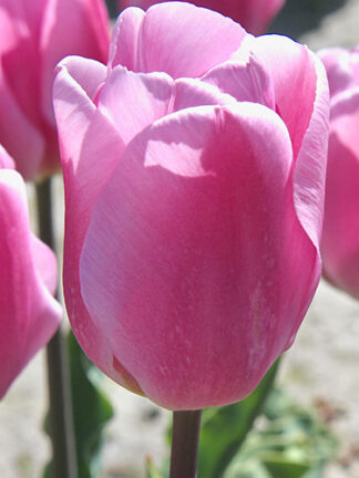 Tulip Synaeda Amor