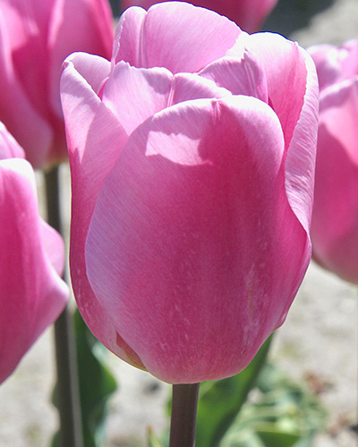 Tulip Synaeda Amor