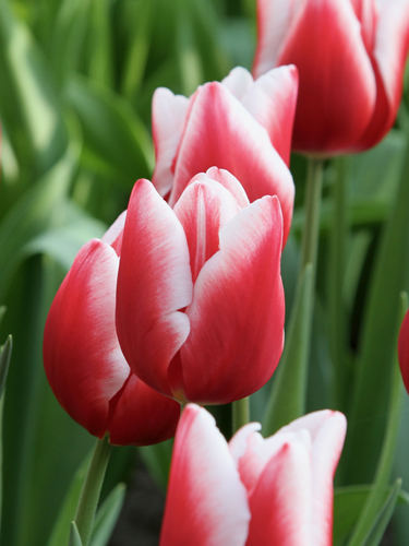 Tulip Universum