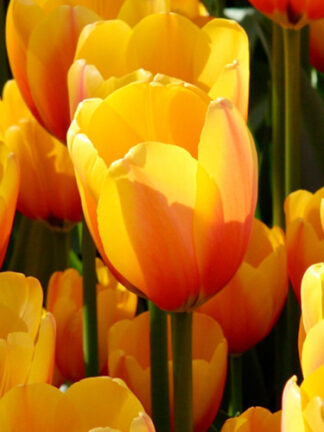 Tulip Apeldoorn's Elite