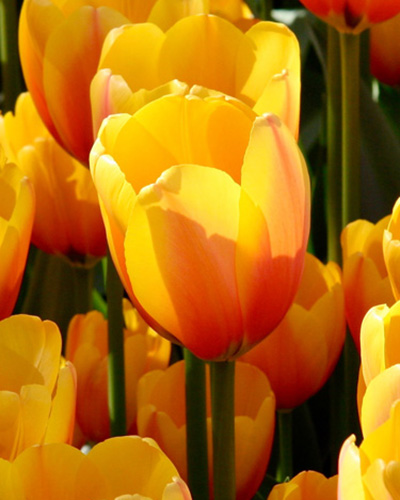 Tulip Apeldoorn's Elite