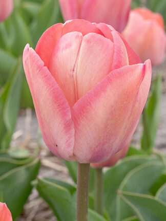 Tulip Apricot Pride
