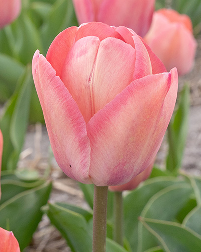 Tulip Apricot Pride