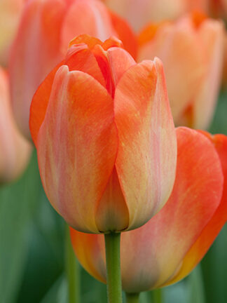 Tulip Daydream tulipán, virághagyma