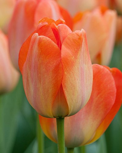 Tulip Daydream tulipán, virághagyma