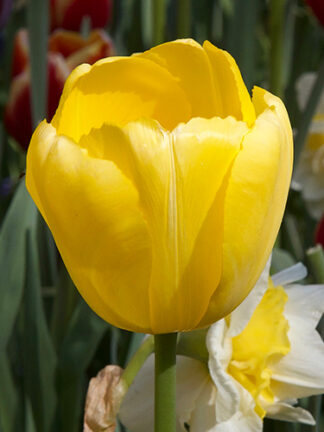 Tulip Novi Sun
