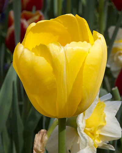 Tulip Novi Sun