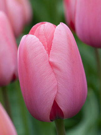 Tulip Pink Impression