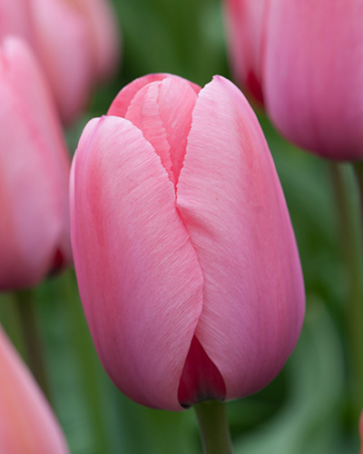 Tulip Pink Impression