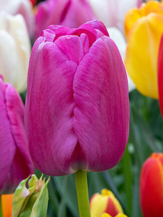 Tulip Purple Pride