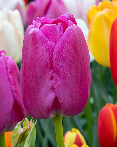 Tulip Purple Pride