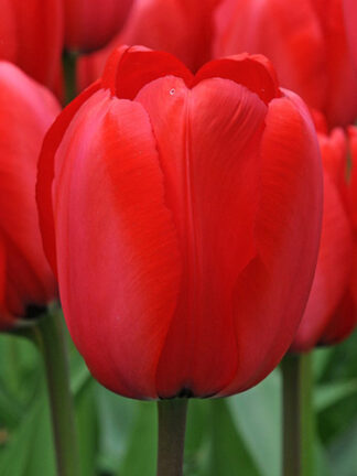 Tulip Red Impression