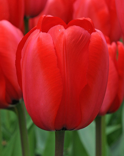Tulip Red Impression