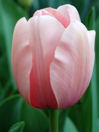 Tulip Salmon Impression