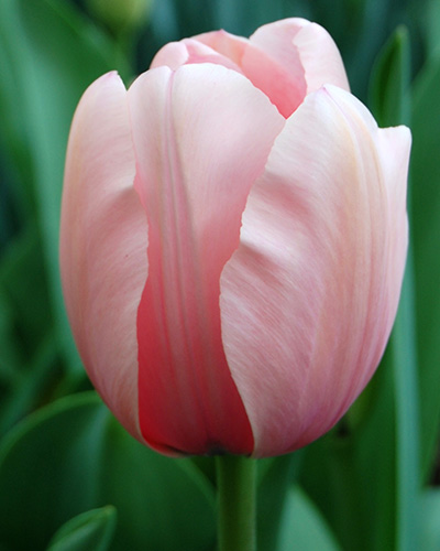 Tulip Salmon Impression
