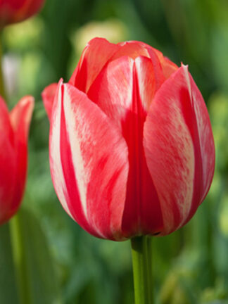 Tulip Spryng Break