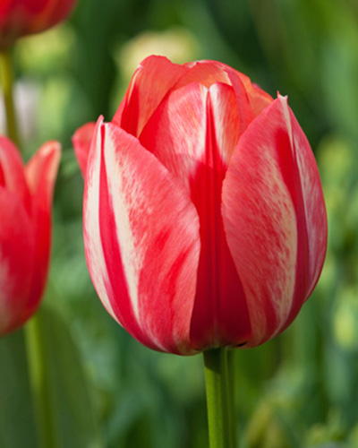 Tulip Spryng Break