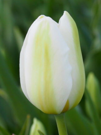 Tulip Catherina