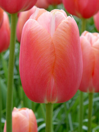 Tulip Menton