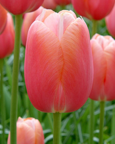 Tulip Menton