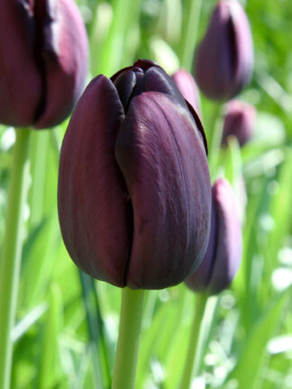 Tulip Queen of Night