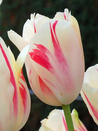 Tulip Sorbet