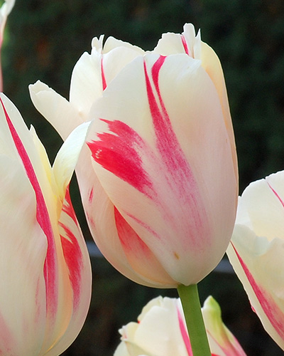 Tulip Sorbet