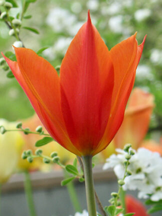 Tulip Ballerina