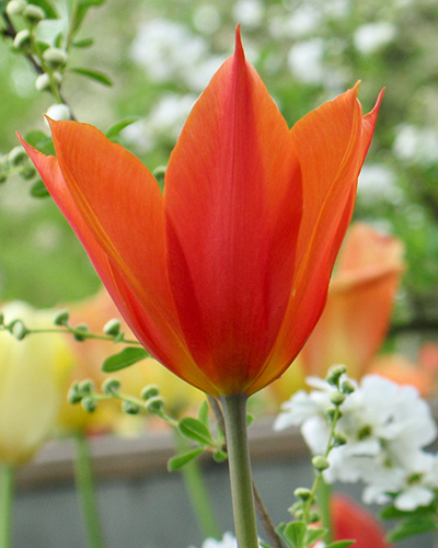 Tulip Ballerina