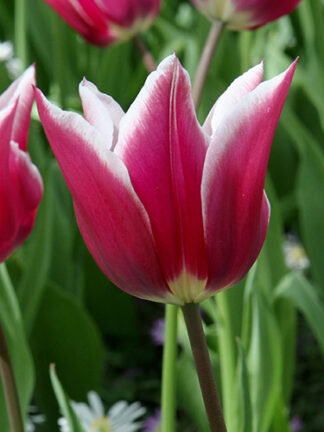 Tulip Claudia