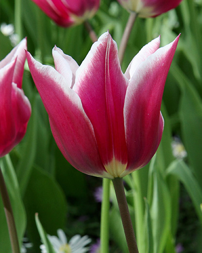 Tulip Claudia