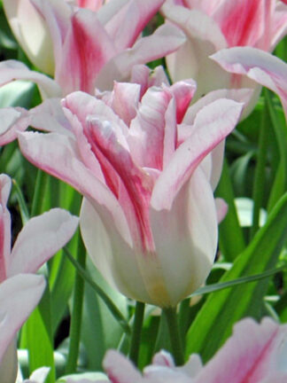 Tulip Holland Chic