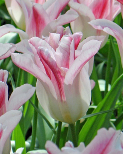 Tulip Holland Chic