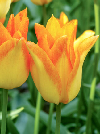 Tulip Moonblush